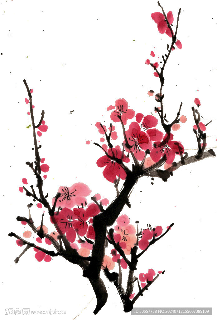 绽放的梅花水墨