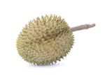 榴莲