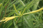黄花菜