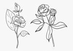 玫瑰花