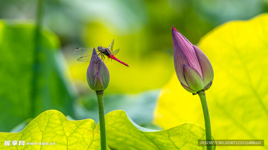 荷花 花苞