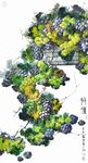 收获 葡萄