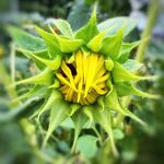葵花