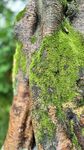 苔藓