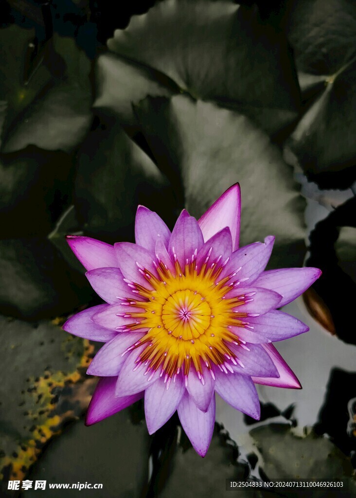 百合花