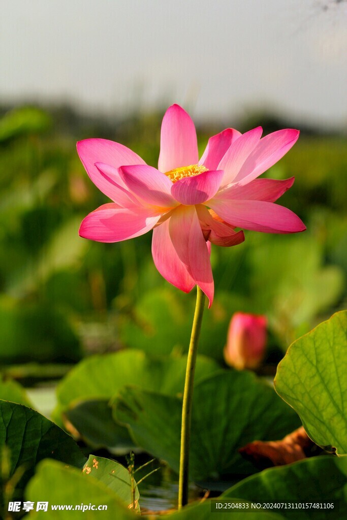 百合花