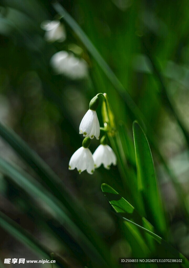 百合花