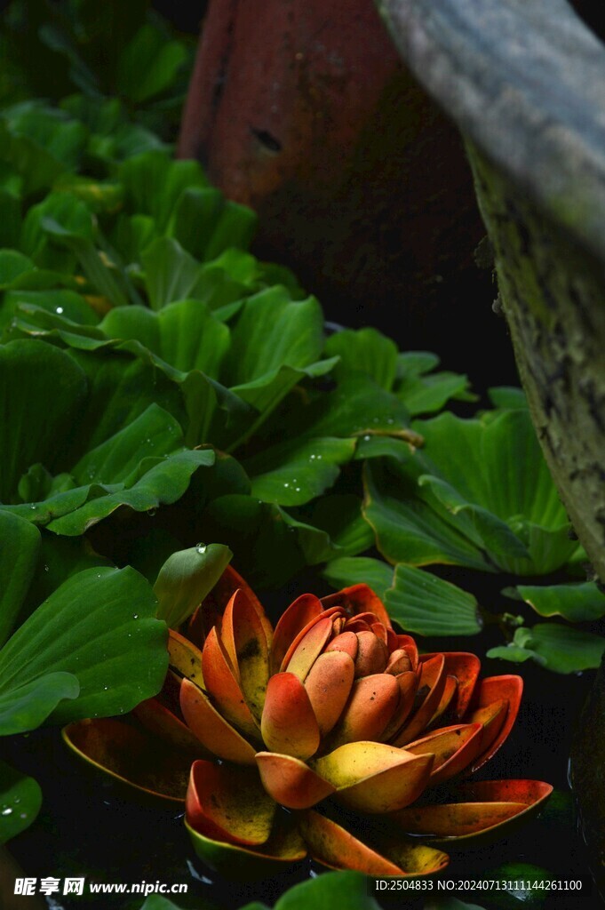 百合花