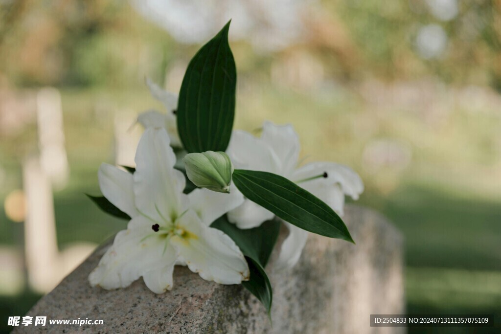 百合花