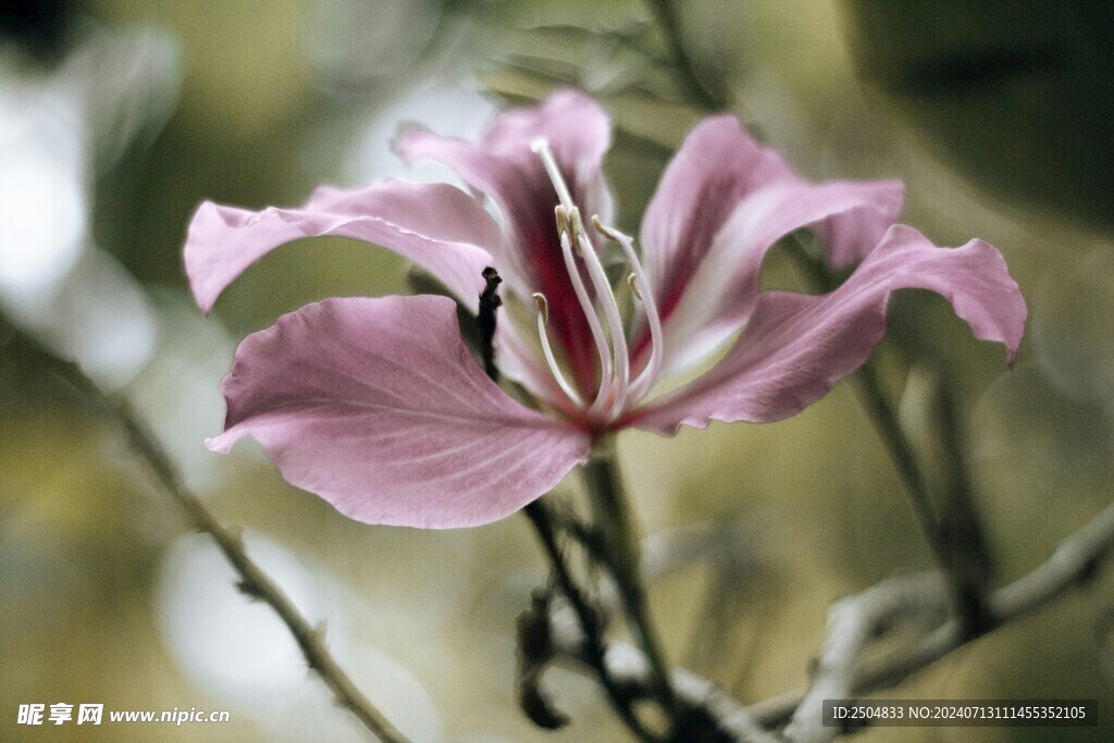 百合花