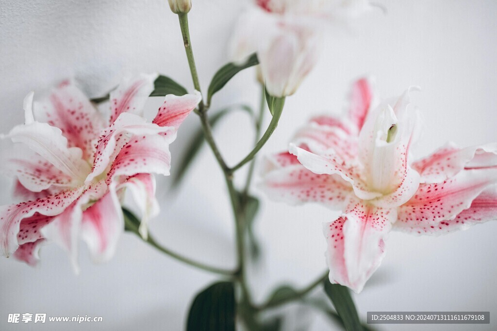 百合花