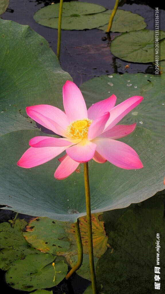 百合花