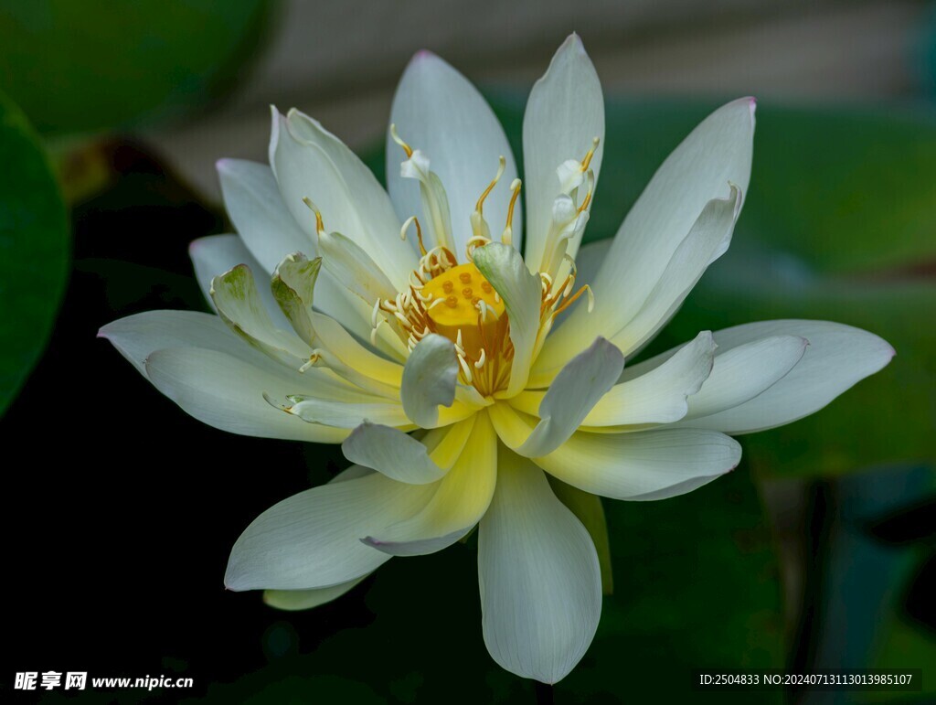 百合花