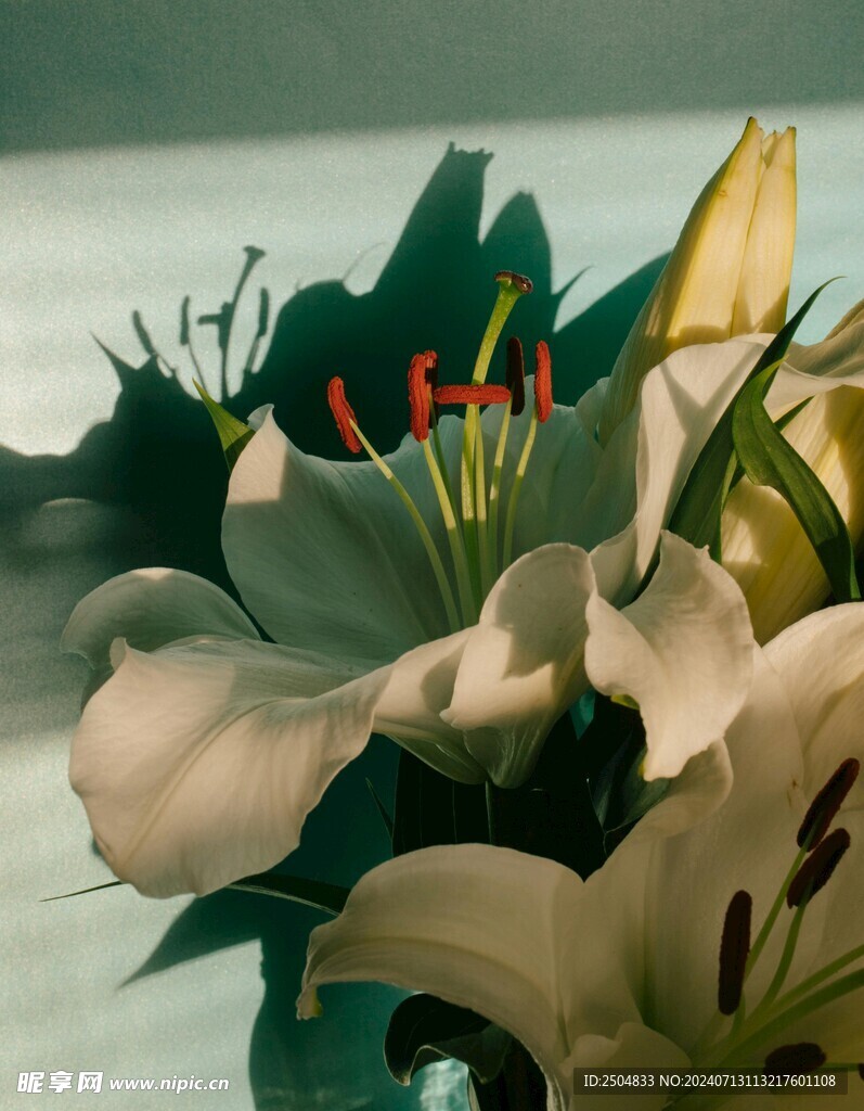 百合花