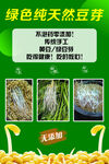 纯天然绿色豆芽