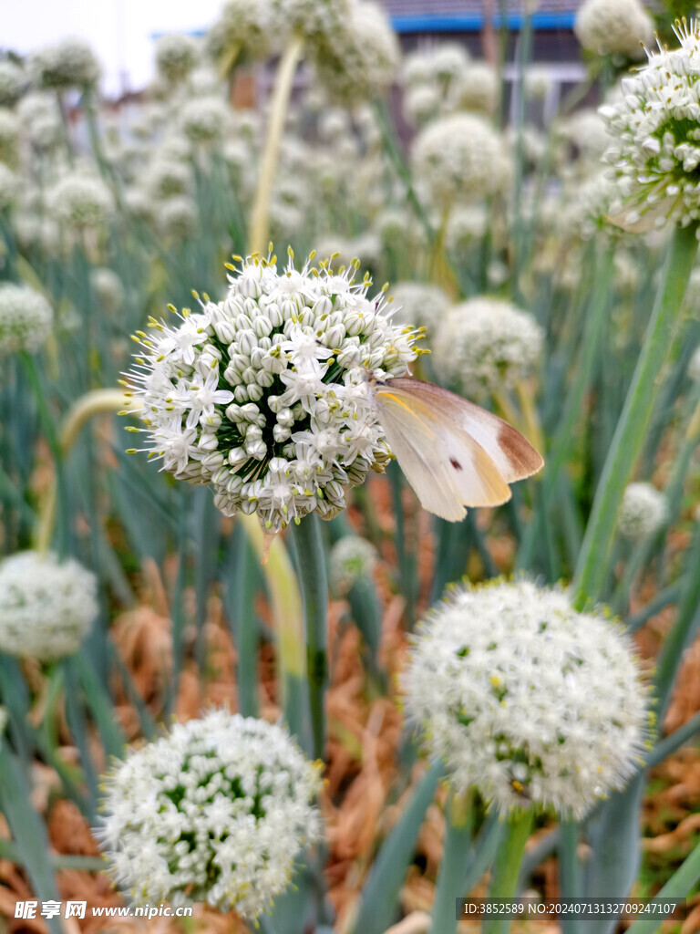  洋葱开花 