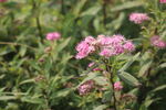 粉花绣线菊