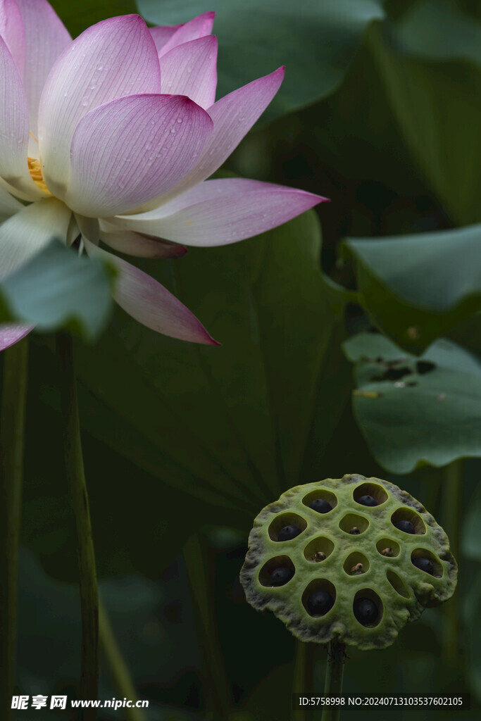 荷花与莲蓬