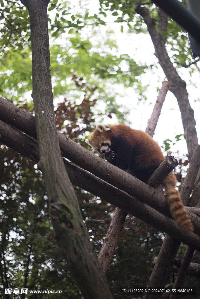 小熊猫