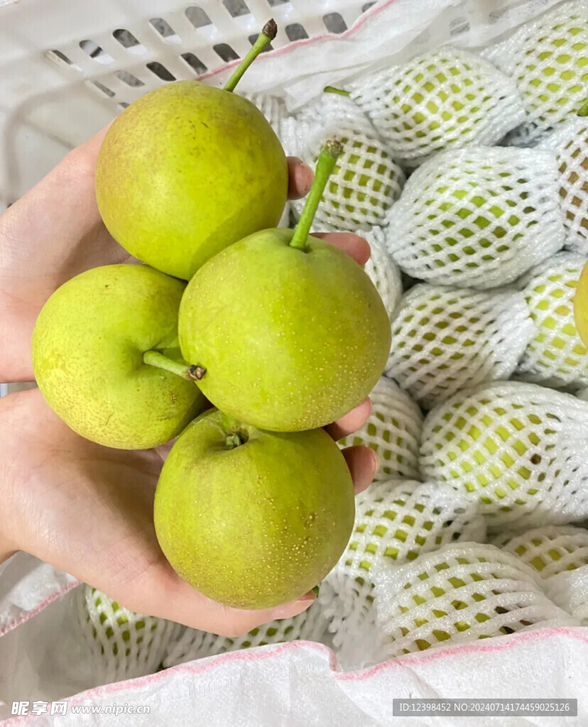 梨子