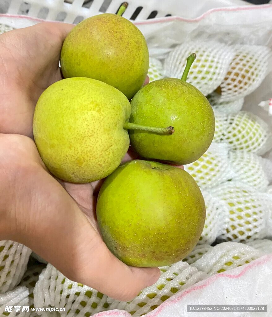 梨子