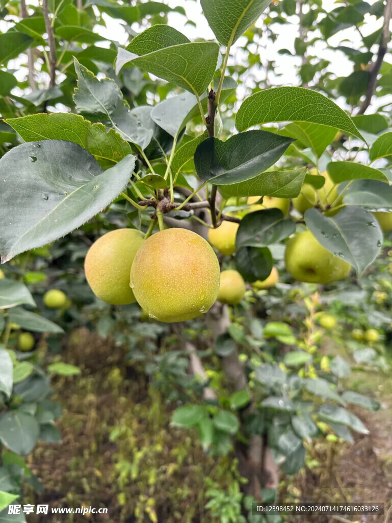 梨子