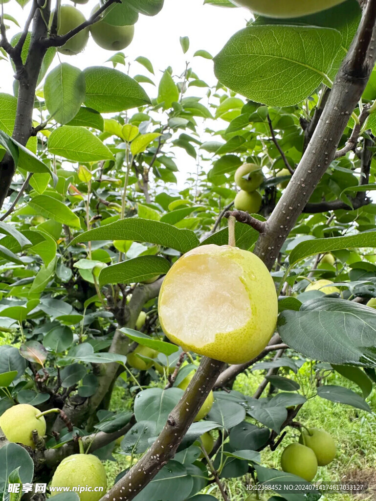 梨子