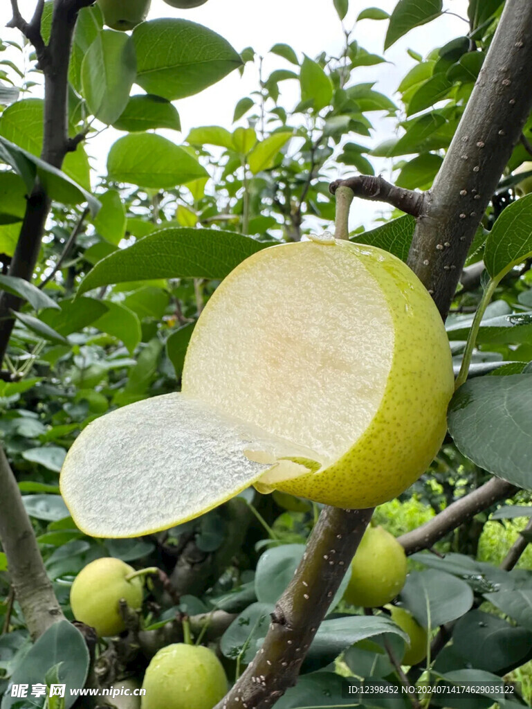 梨子