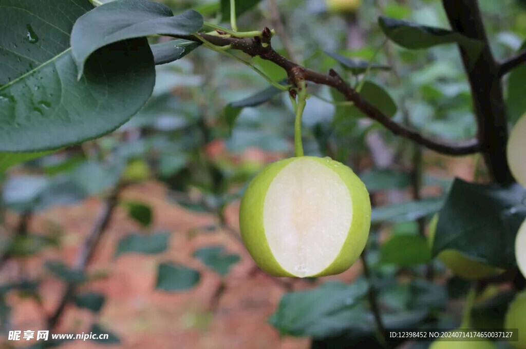梨子