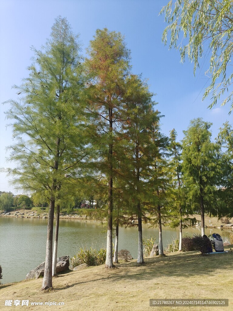 落雨杉