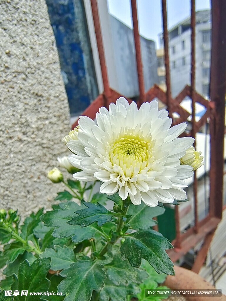 白色菊花