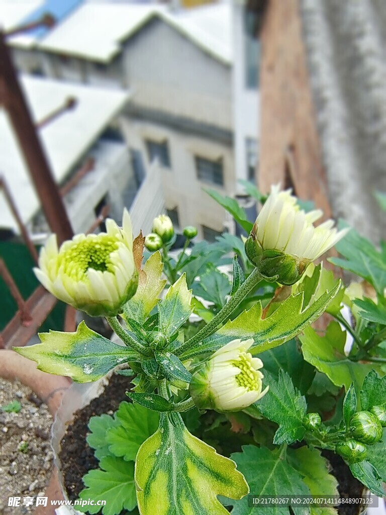 菊花花苞