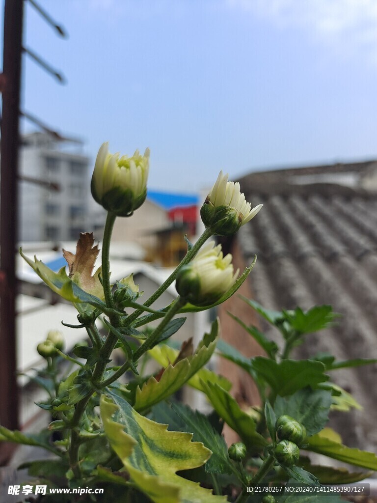 菊花苞