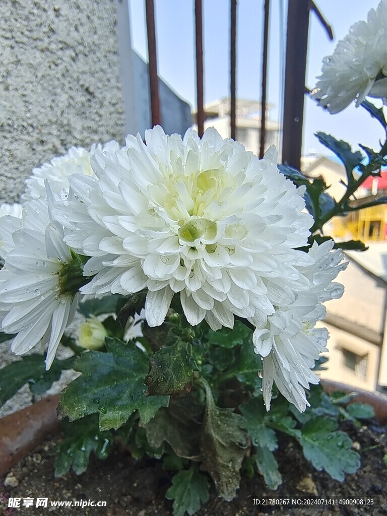 菊花