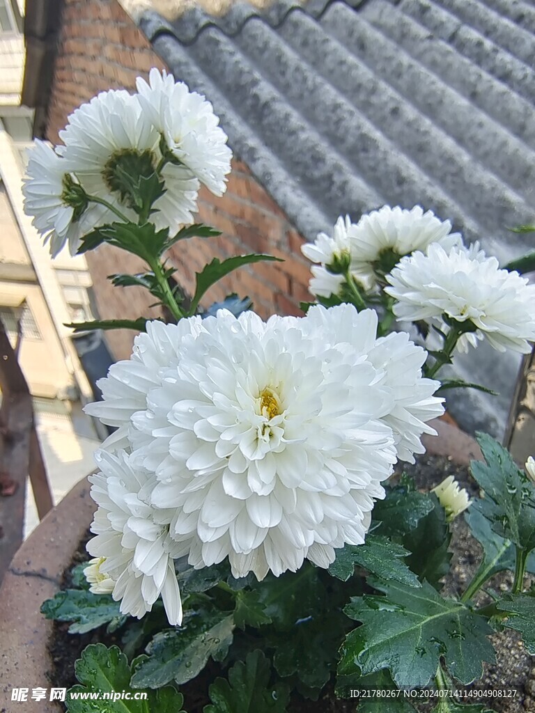 白菊花