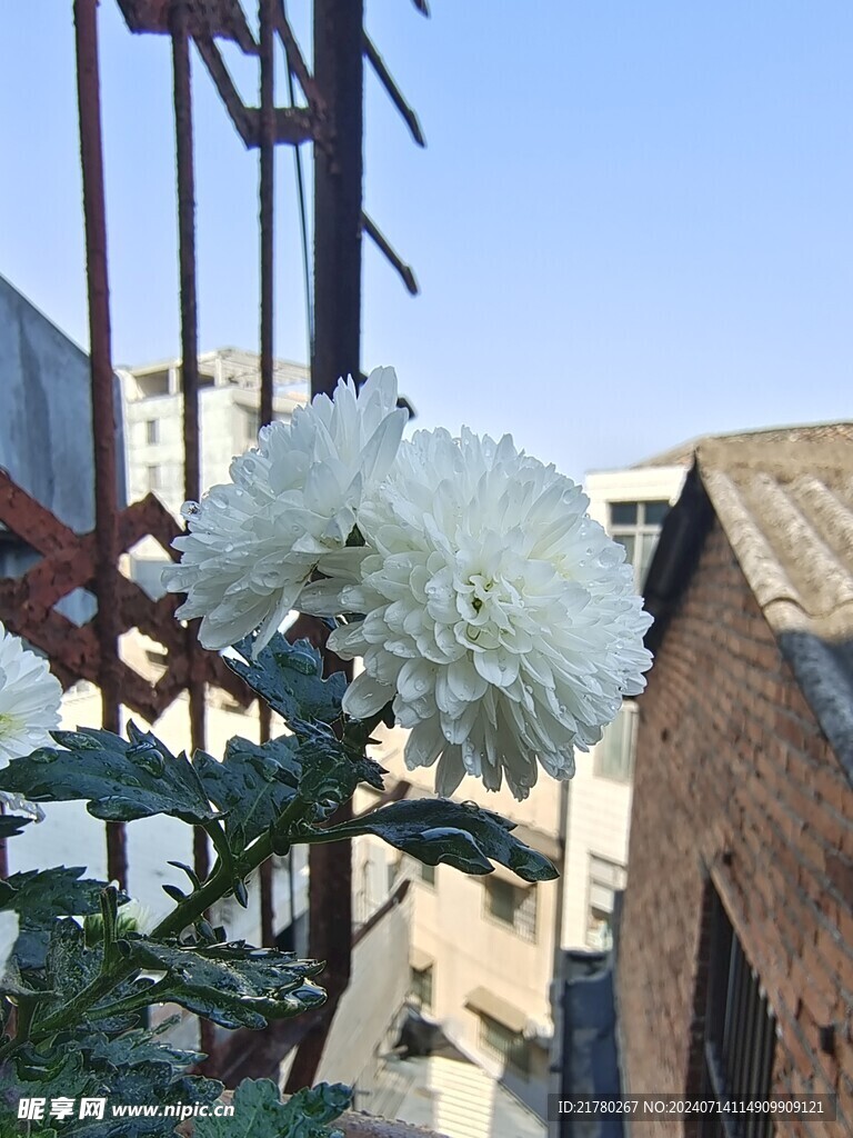 菊花种植