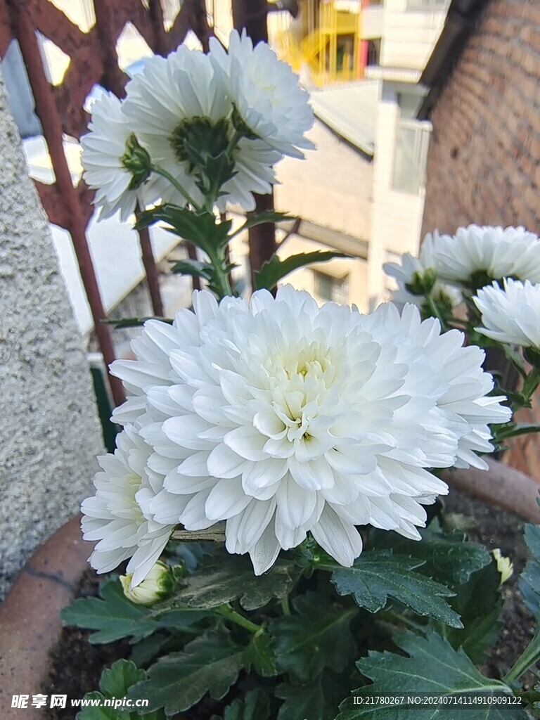 大菊花