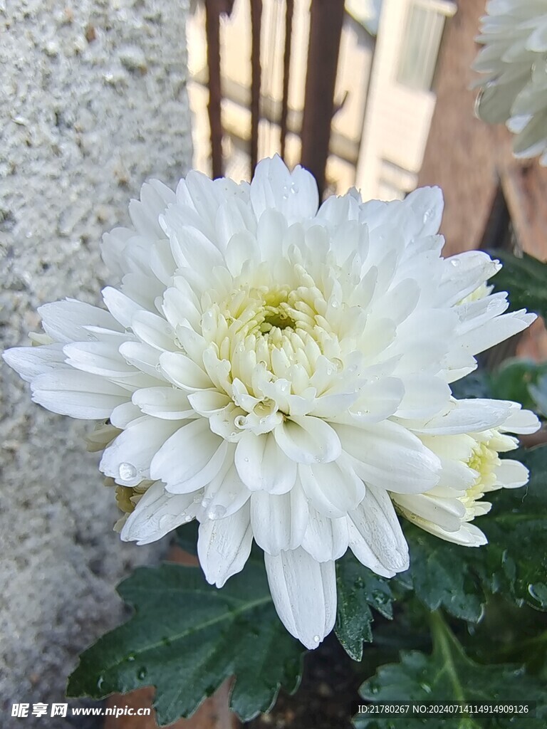 菊花