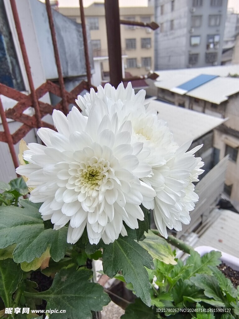 菊花