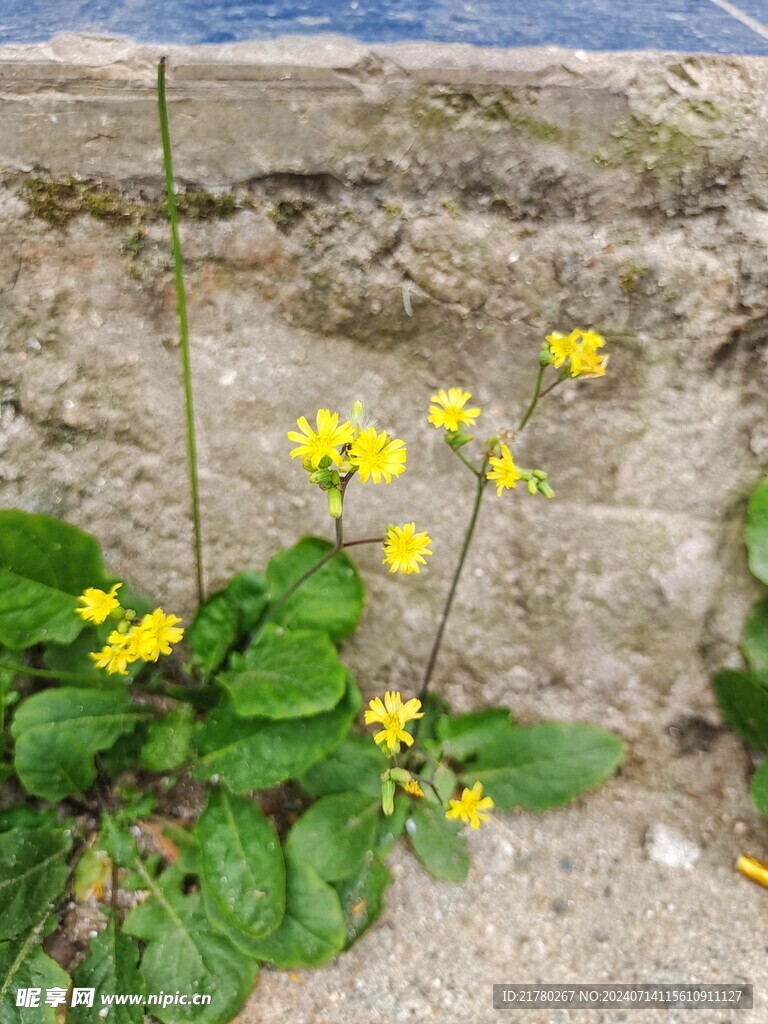 黄鹌菜 毛连连