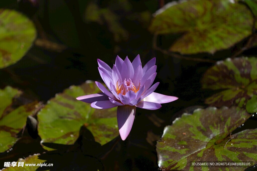 荷花