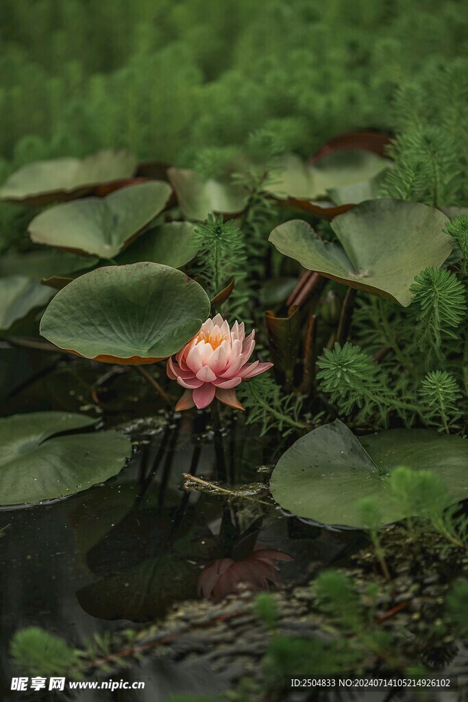 荷花