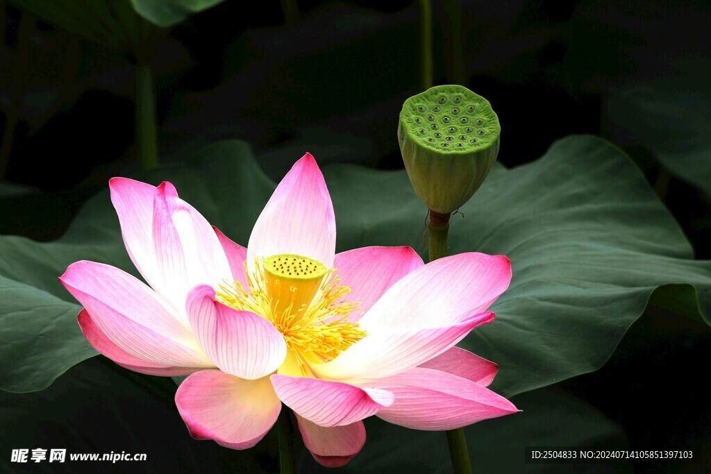 荷花