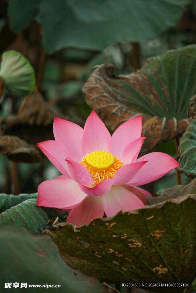 荷花