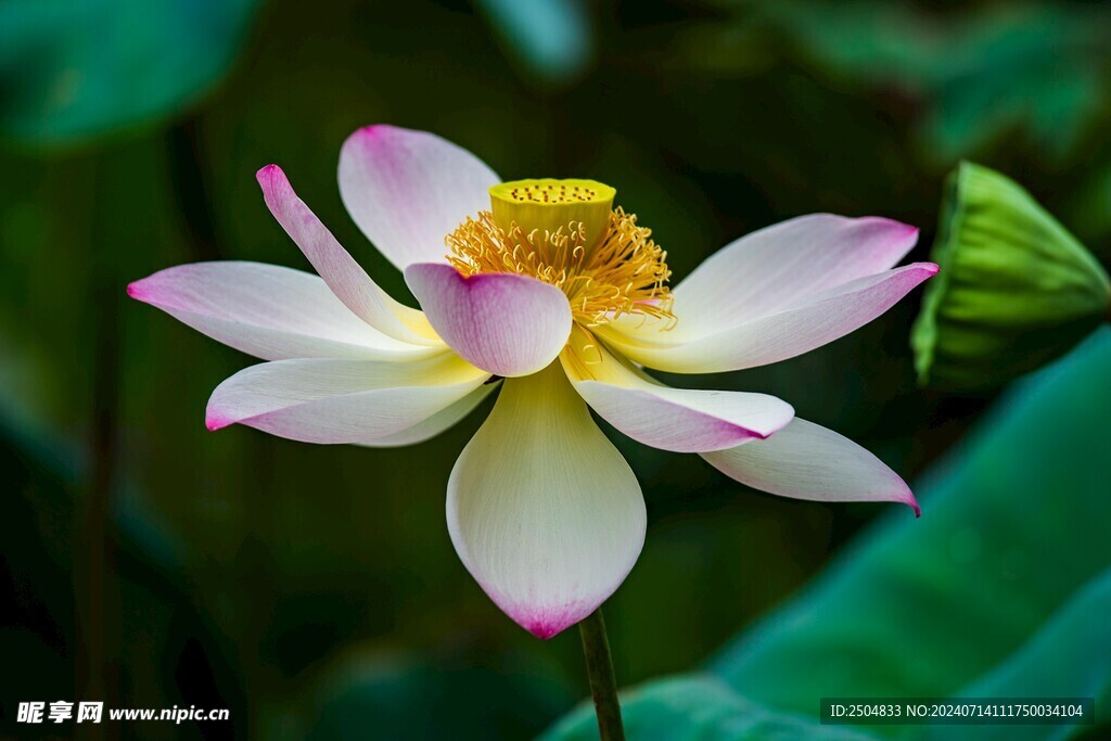 荷花
