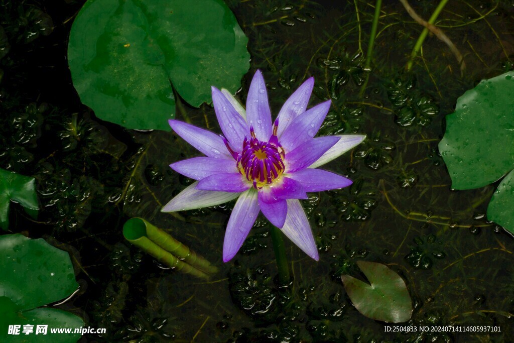荷花