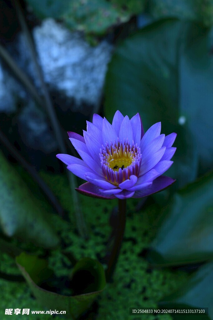 荷花