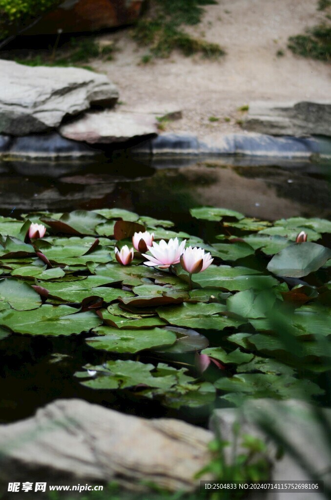 荷花