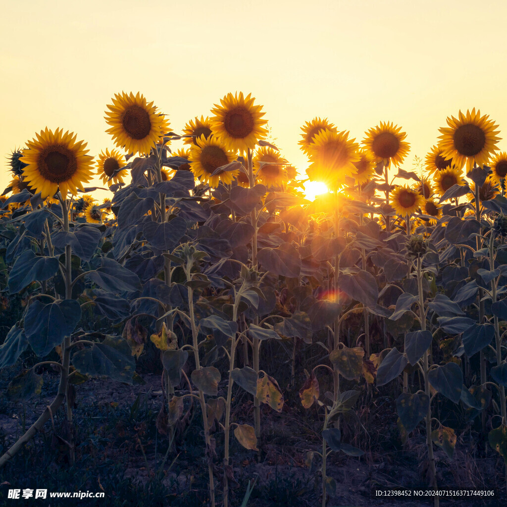 葵花