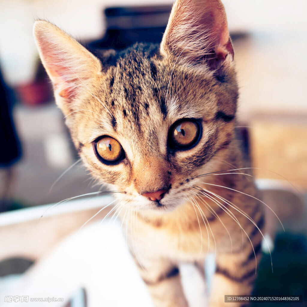 小猫